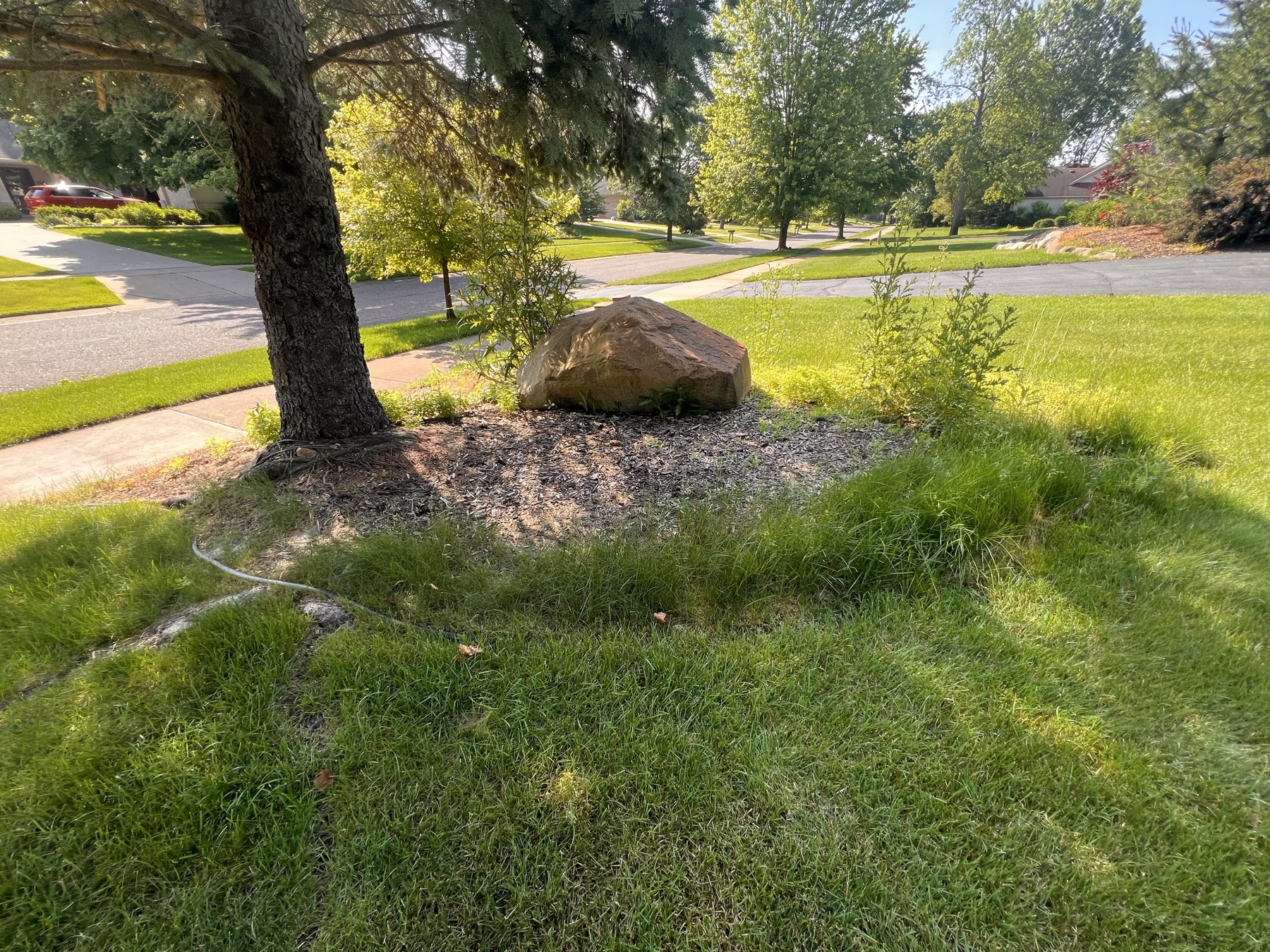 Overgrown tree ring with weeds and patchy rock before landscaping